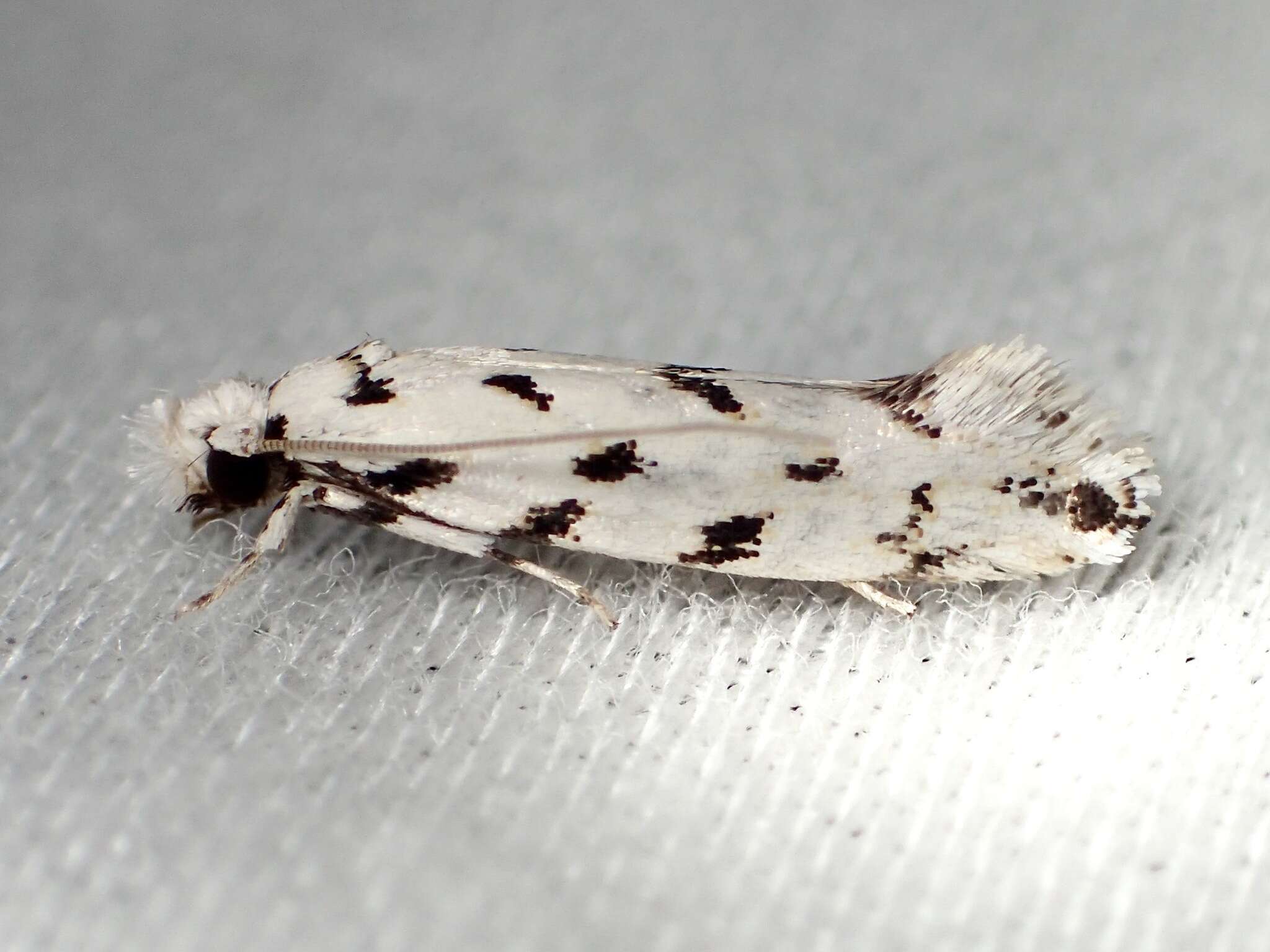 Image of Moth