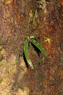 صورة Angraecum rhynchoglossum Schltr.