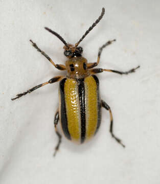 Image of Three-lined Lema Beetle