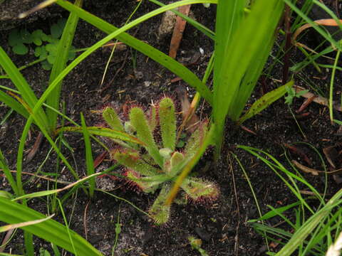 Imagem de <i>Drosera ericgreenii</i> A. Fleischm., R. P. Gibson & Rivadavia