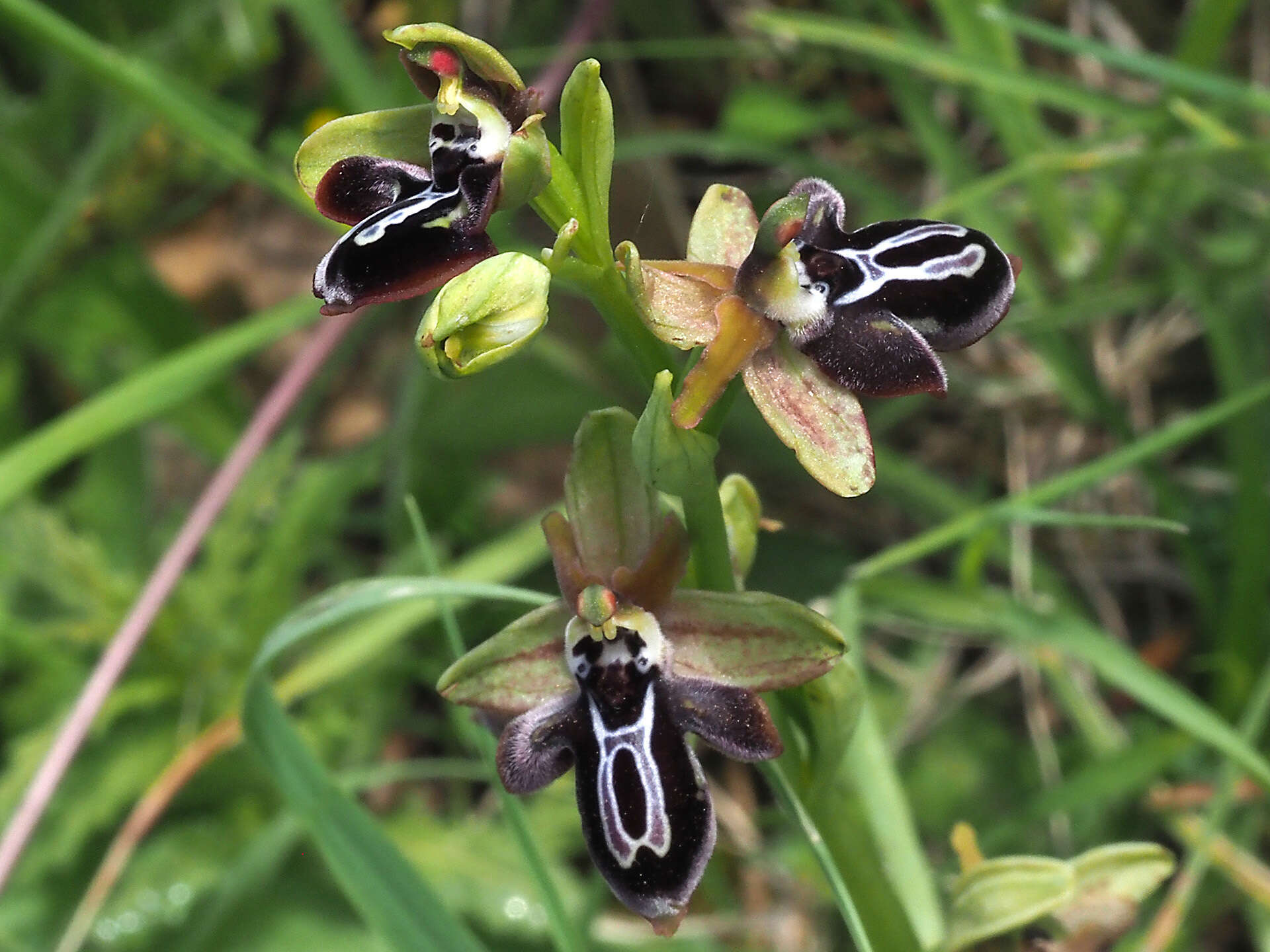 Image of Ophrys cretica subsp. ariadnae (Paulus) H. Kretzschmar