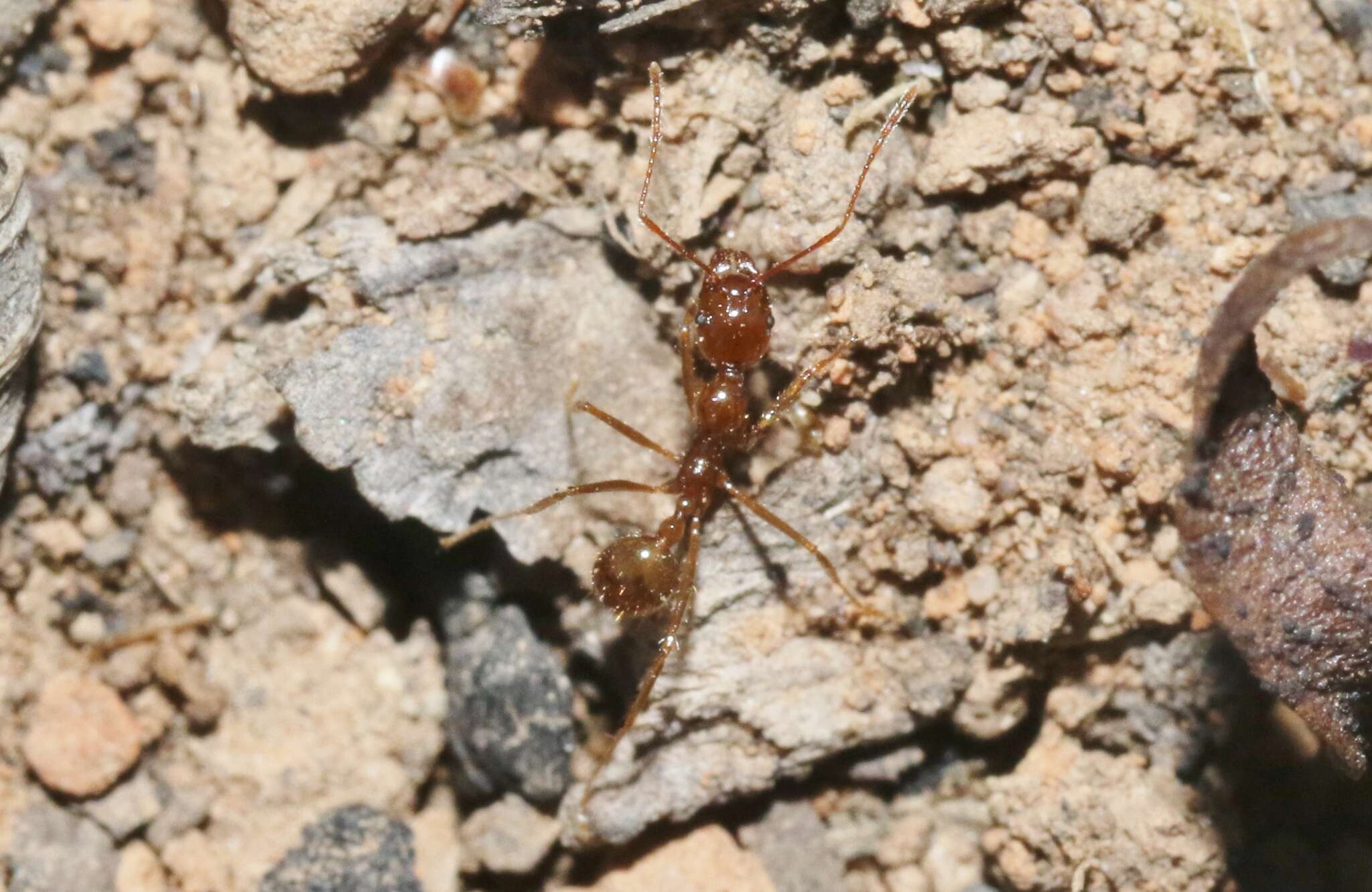 Слика од Aphaenogaster longiceps (Smith 1858)