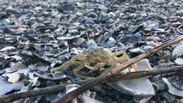 Image of doubtful spider crab