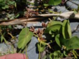 Image de Fimbristylis cymosa R. Br.