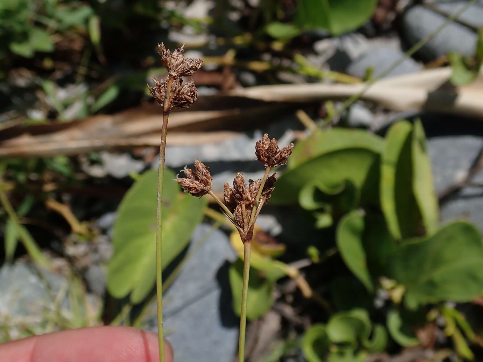 Image de Fimbristylis cymosa R. Br.