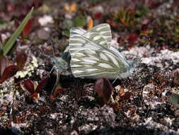 Image of Lofty Bath White