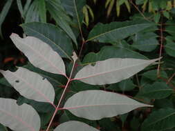 Image of Tetradium glabrifolium (Champ. ex Benth.) T. G. Hartley