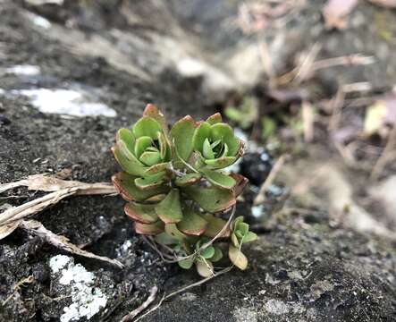 Sivun Sedum sekiteiense Yamamoto kuva