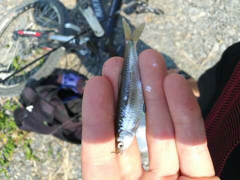 Image of Spotfin shiner