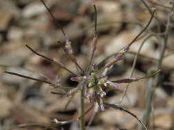 Image of Shockley's rockcress