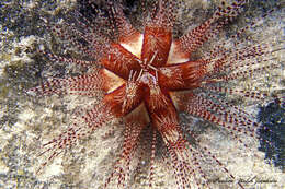 Image of Pale spine fire urchin