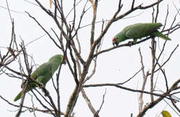 Image of Amazona autumnalis salvini (Salvadori 1891)