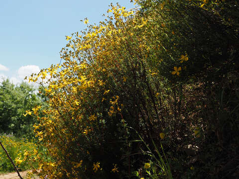 Image de Hypericum empetrifolium Willd.