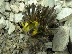 Image of Ranunculus scrithalis P. J. Garnock-Jones