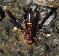 Image of Polistes annularis (Linnaeus 1763)