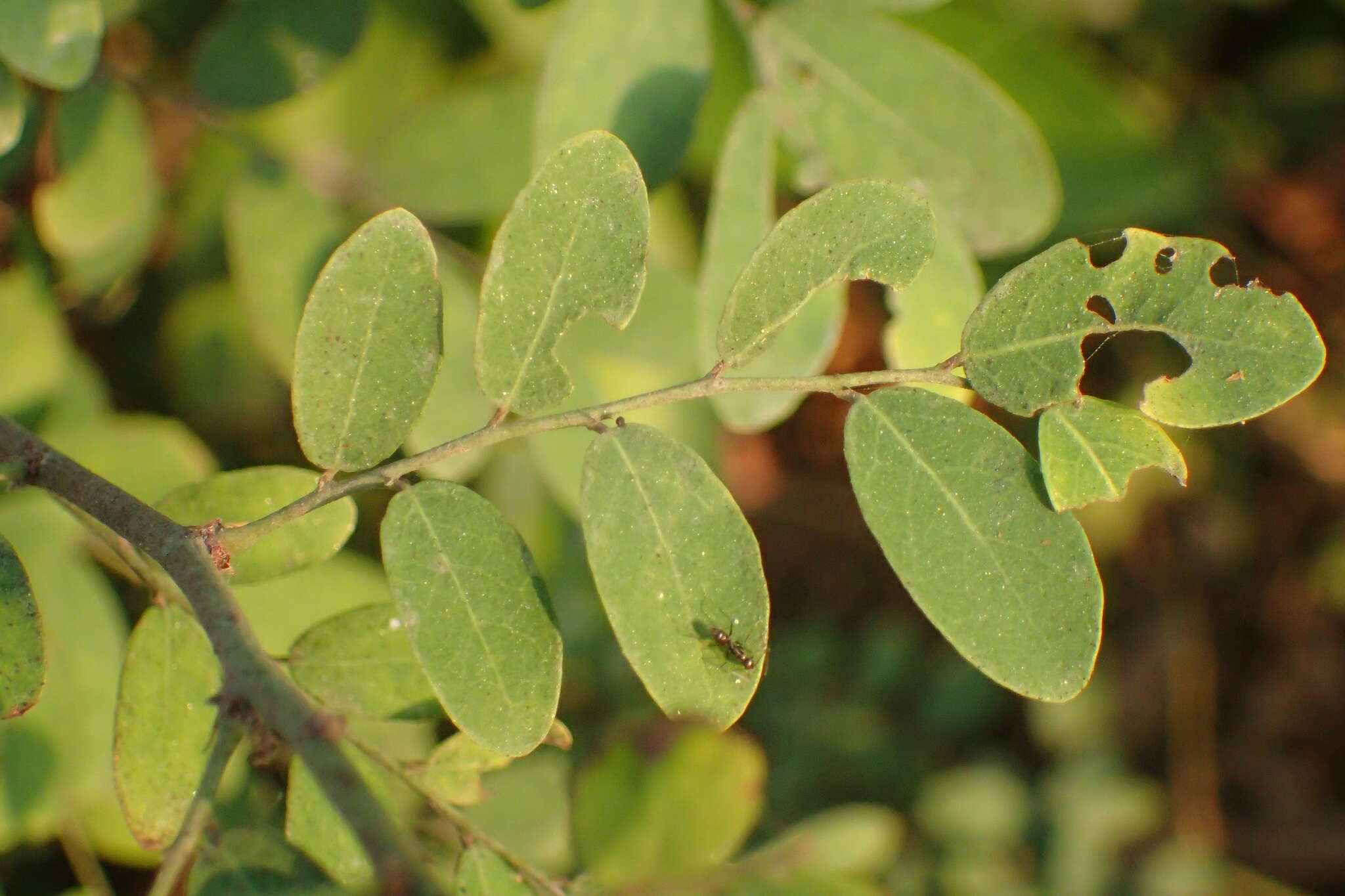 Image de Phyllanthus reticulatus Poir.