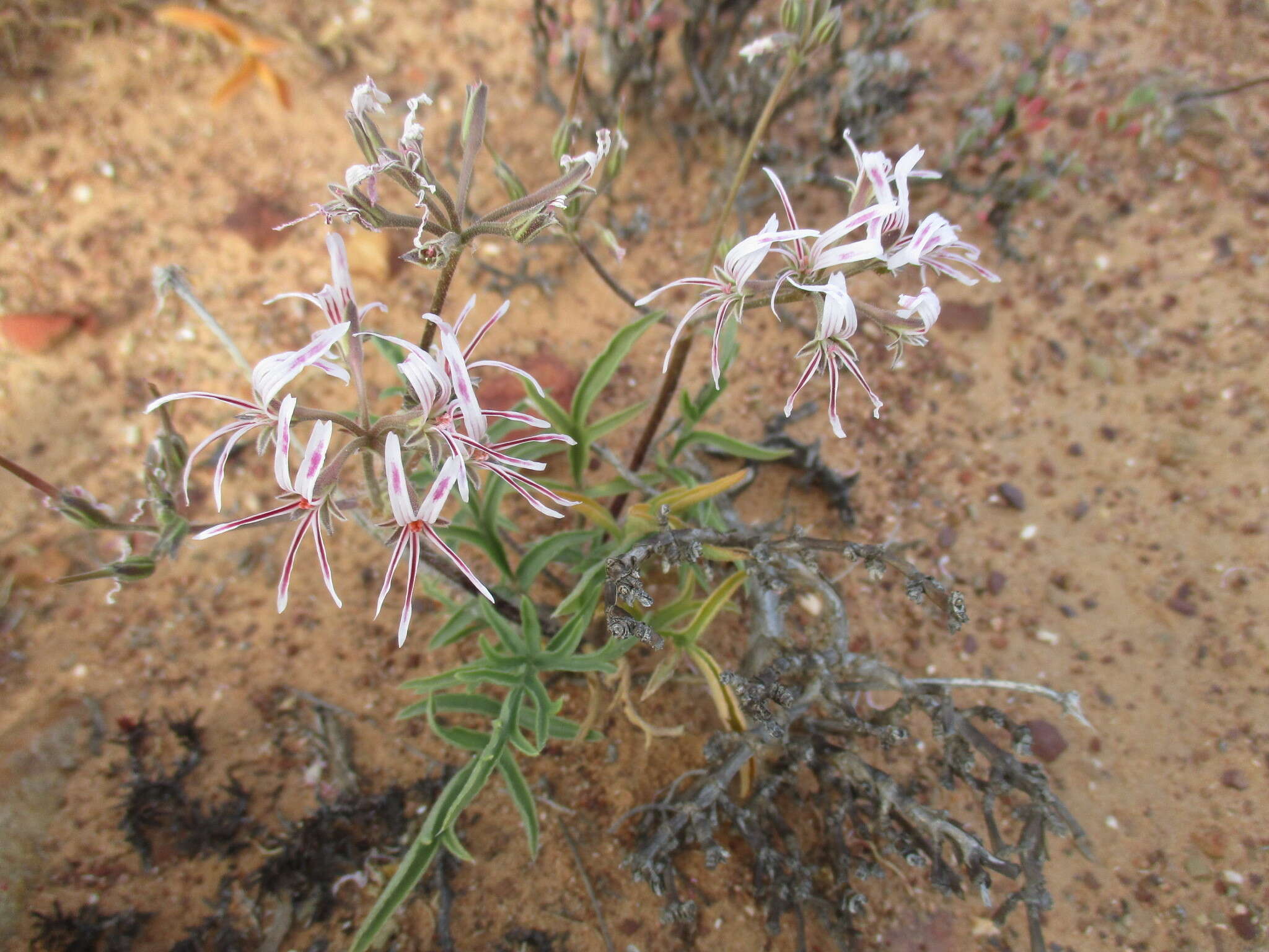 Image of Pelargonium undulatum (Andr.) Harv.