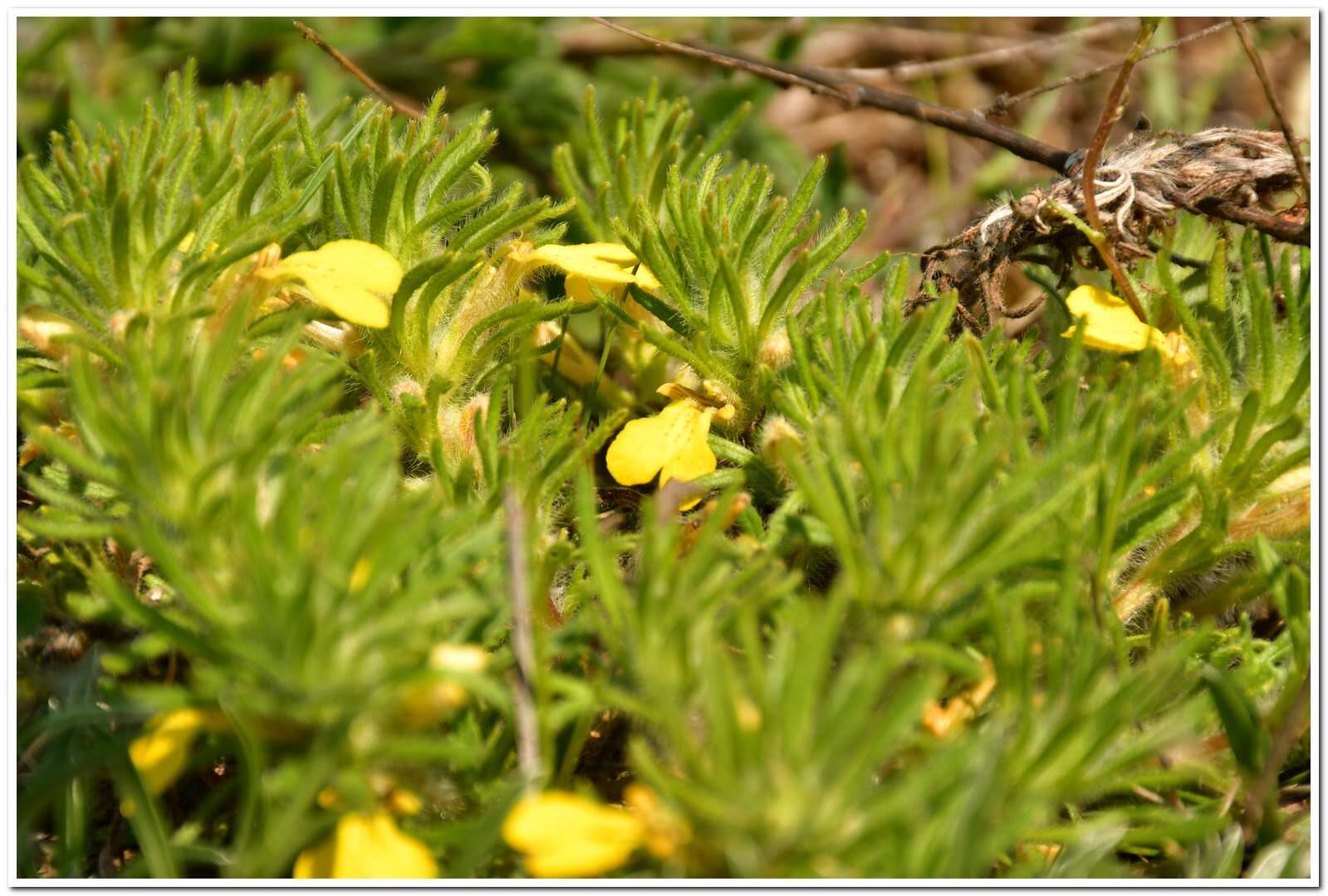 Image of Ajuga chamaepitys subsp. chia (Schreb.) Arcang.