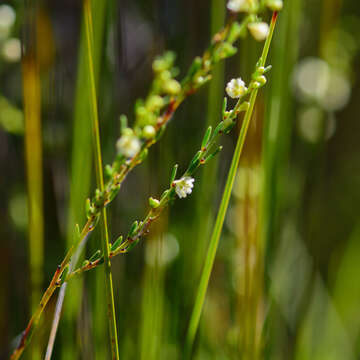 Image of Clutia ericoides Thunb.