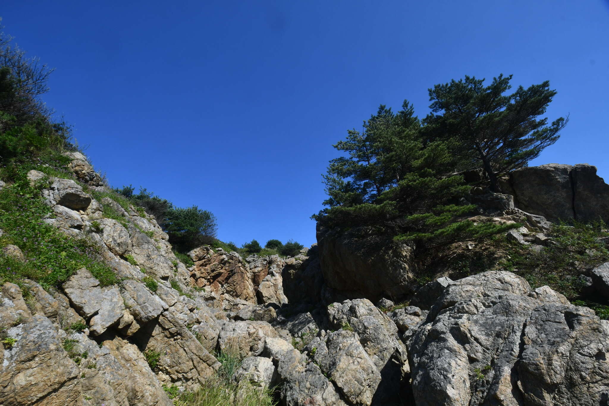 Image of Japanese Red Pine