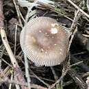 Image of Amanita brunneofuliginea Zhu L. Yang 1997