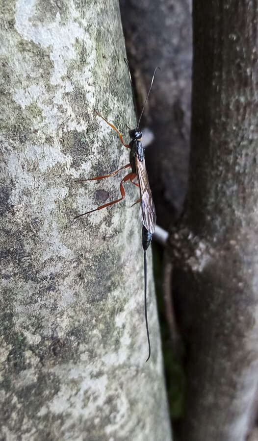 Plancia ëd Xorides rufipes (Gravenhorst 1829)