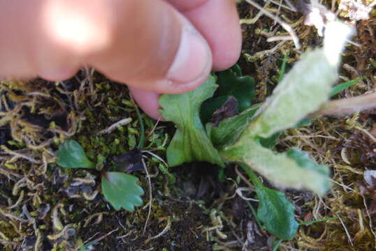 Image of Kjellman's groundsel