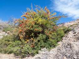 Image de Pyracantha fortuneana (Maxim.) H. L. Li