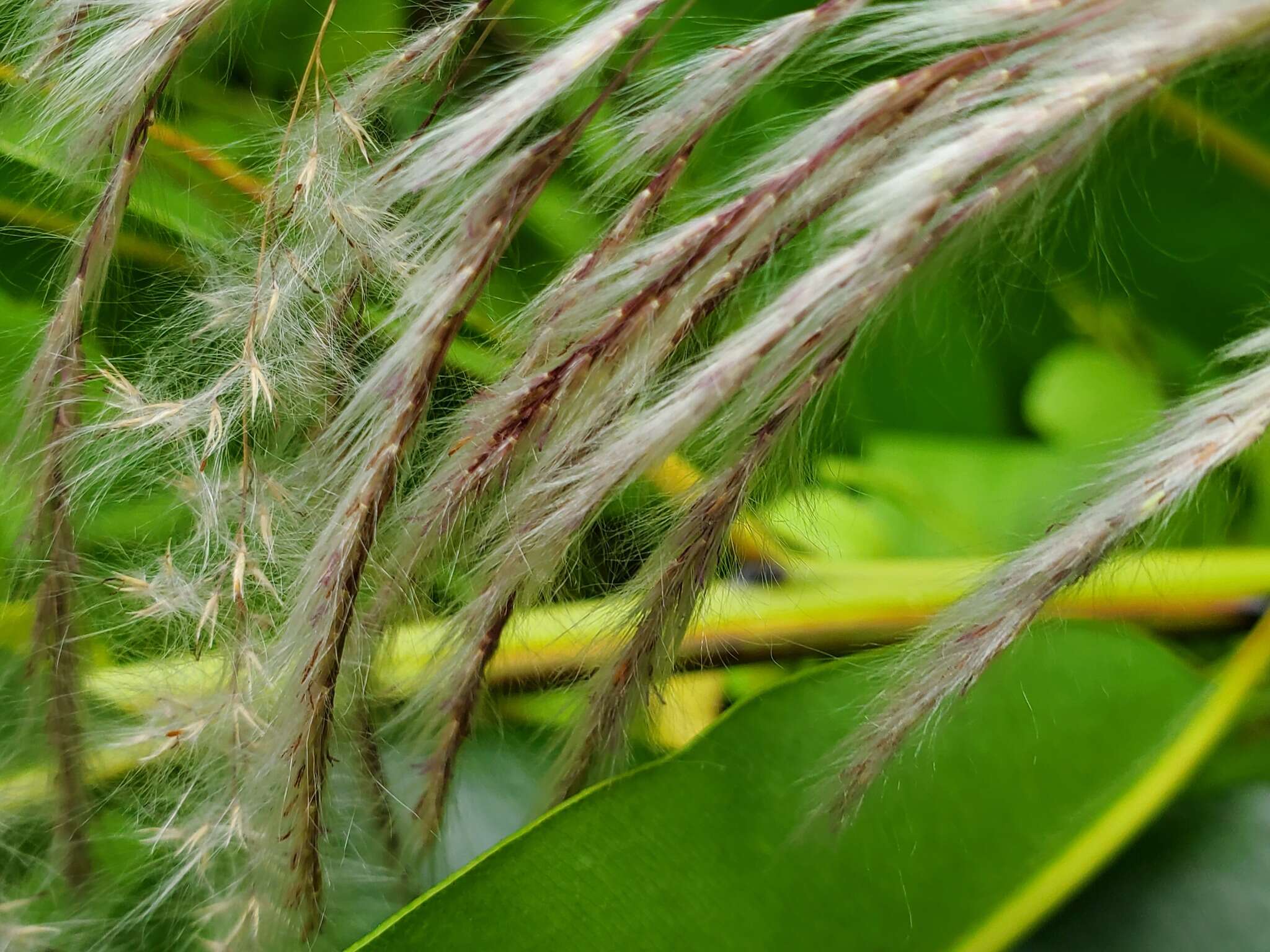 Imagem de Miscanthus floridulus (Labill.) Warb. ex K. Schum. & Lauterb.