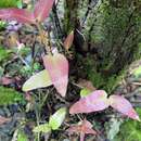 Imagem de Syzygium thompsonii (Merr.) N. Snow