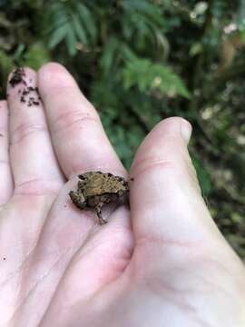 Image of Pouched Frogs