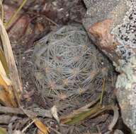 Image of Mammillaria nana Backeb. ex Mottram