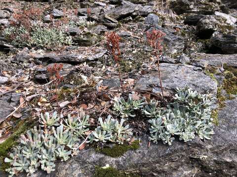 Image of oblongleaf stonecrop