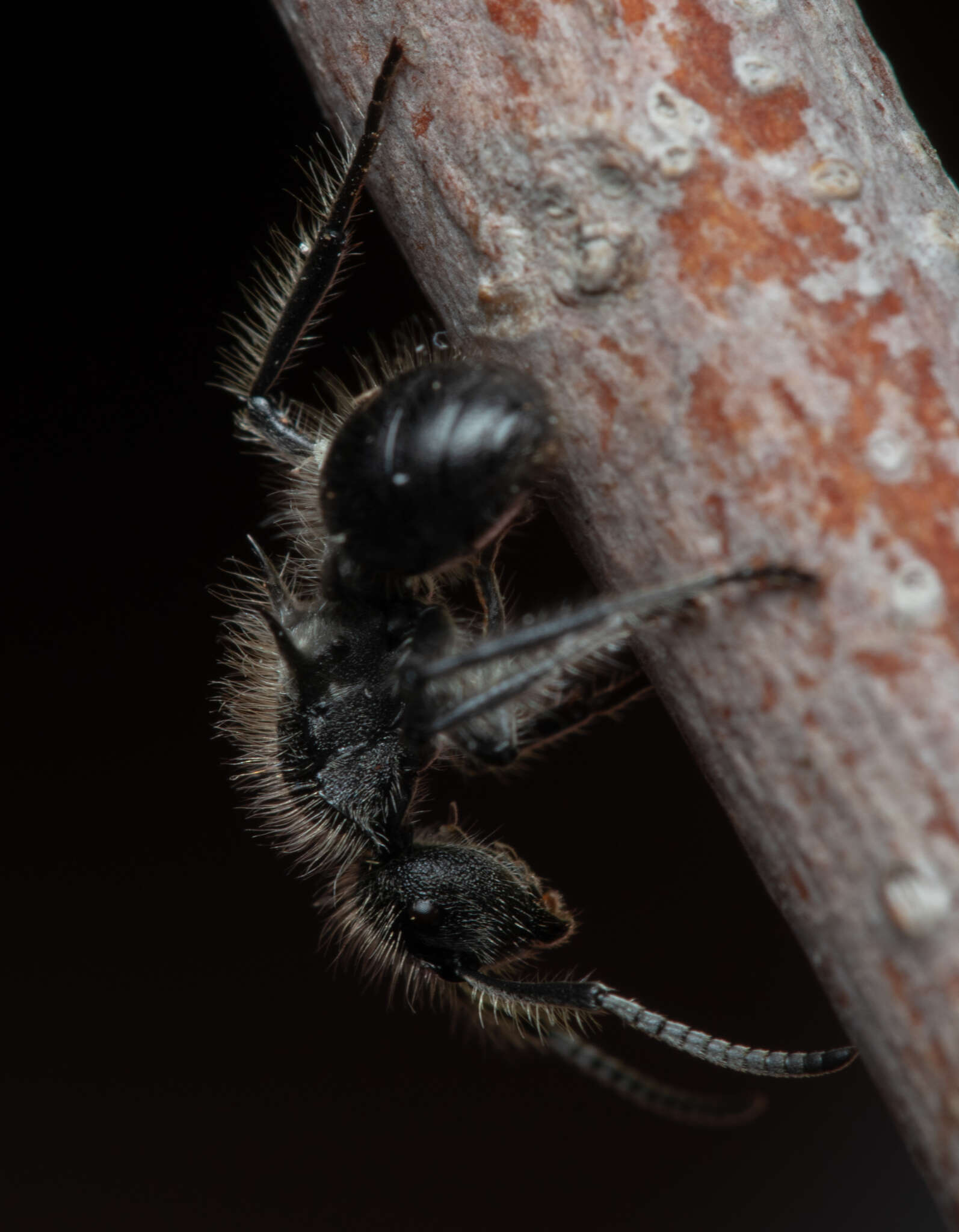 Plancia ëd Polyrhachis punctiventris Mayr 1876