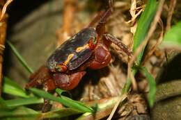 Image of apple crab