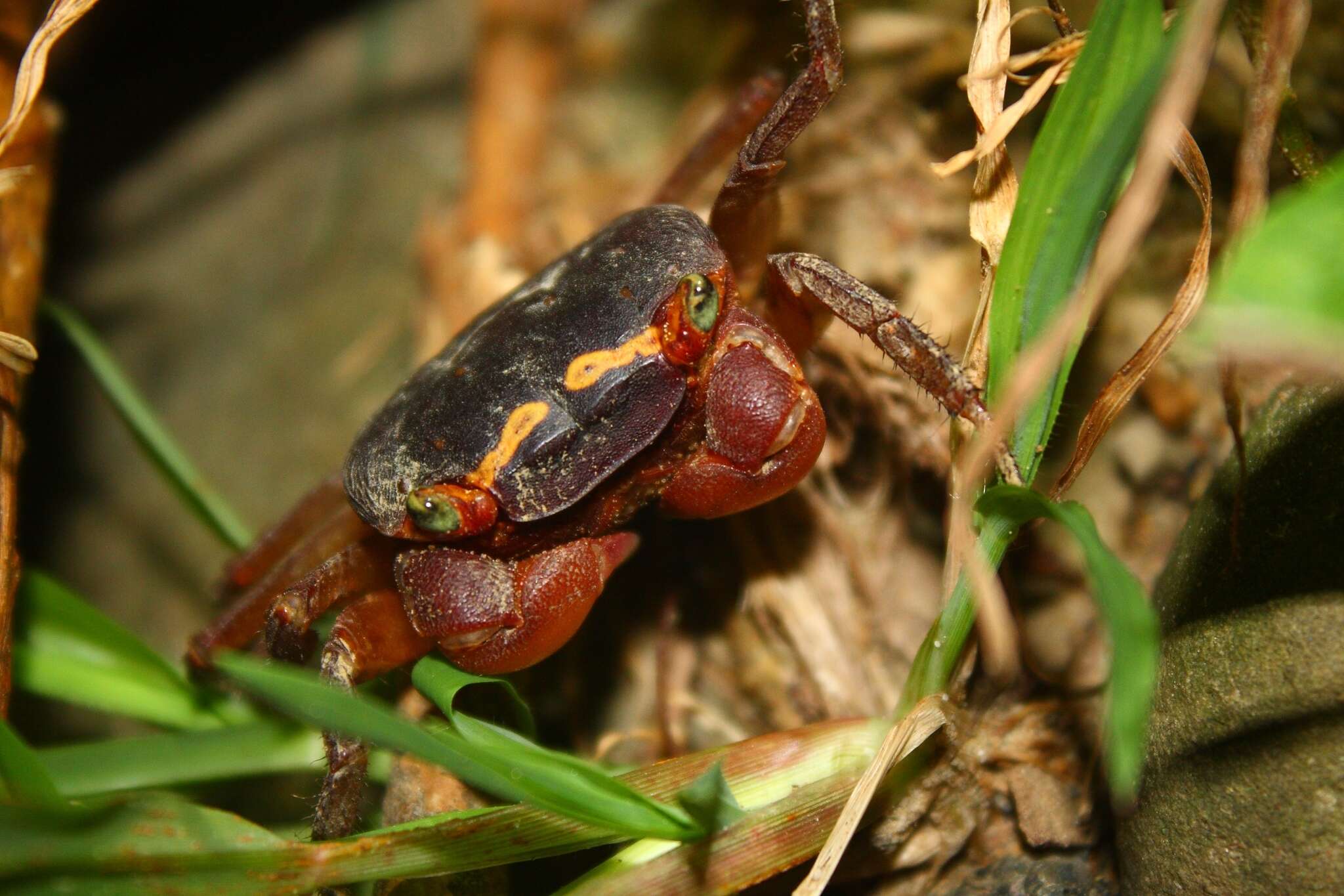 Image of apple crab