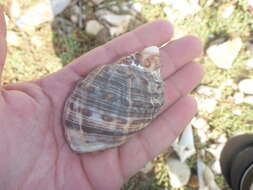 Image of wide-mouthed dye shell