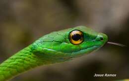 Leptophis ahaetulla praestans (Cope 1868)的圖片