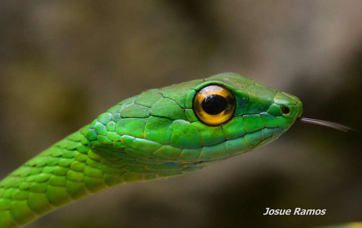 Image of Leptophis ahaetulla praestans (Cope 1868)