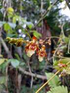 Image de Leochilus carinatus (Knowles & Westc.) Lindl.