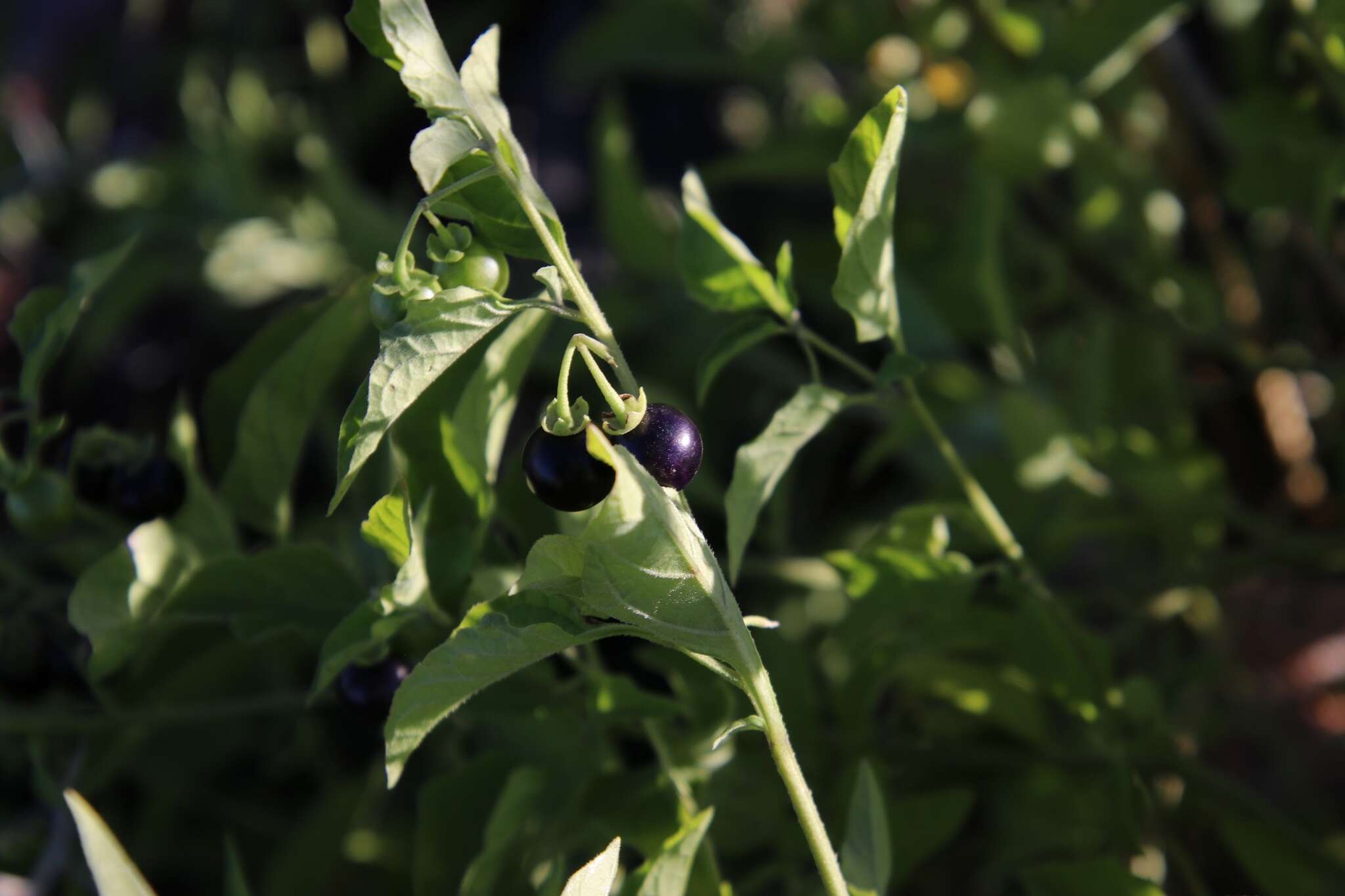 Image de Solanum interius Rydb