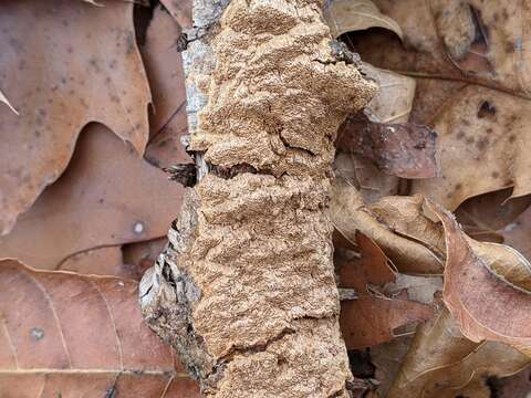 Image of Fuscoporia ferrea (Pers.) G. Cunn. 1948