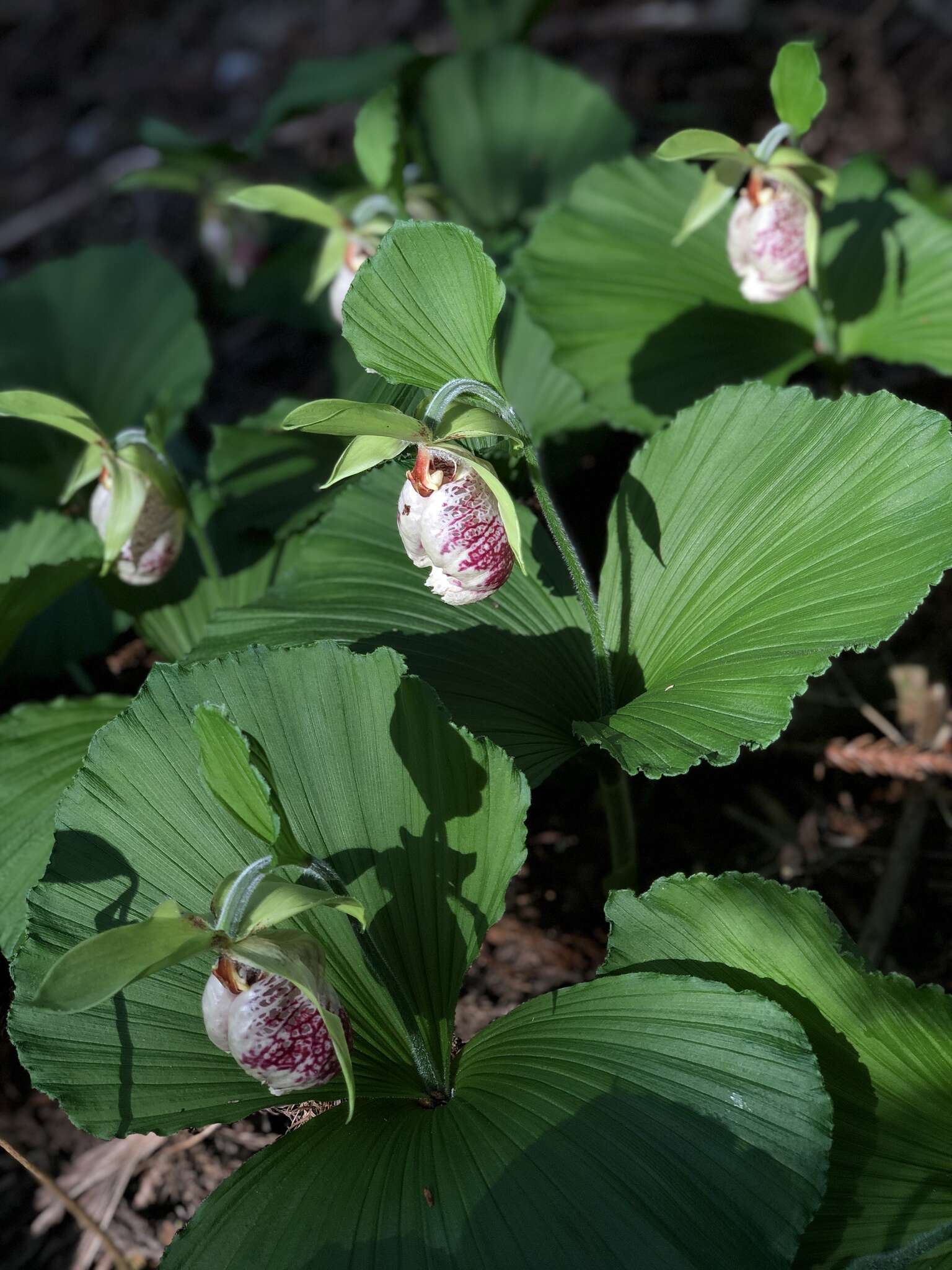 Image of Korean ladyslipper