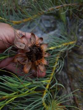 Image of Protea witzenbergiana Phillips