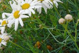 Image of Argyranthemum gracile Sch. Bip.