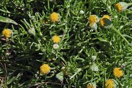 Image of South American rubberweed