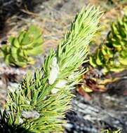 Plancia ëd Aspalathus acanthes Eckl. & Zeyh.