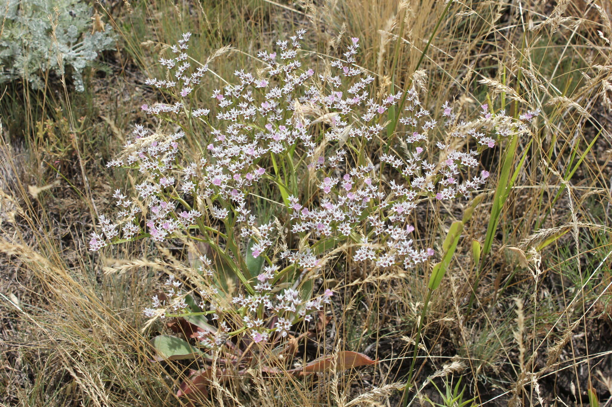 Image de Goniolimon tataricum (L.) Boiss.