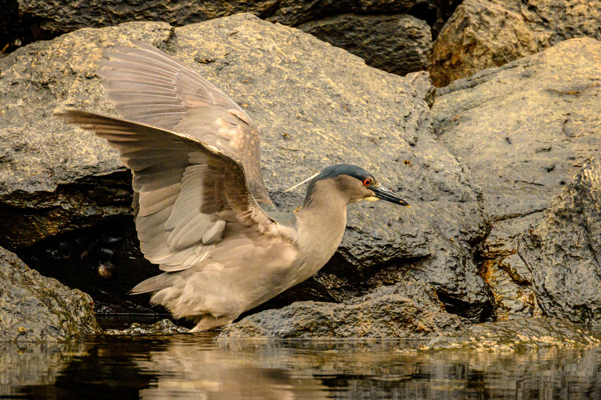 Image of Nycticorax nycticorax obscurus Bonaparte 1855