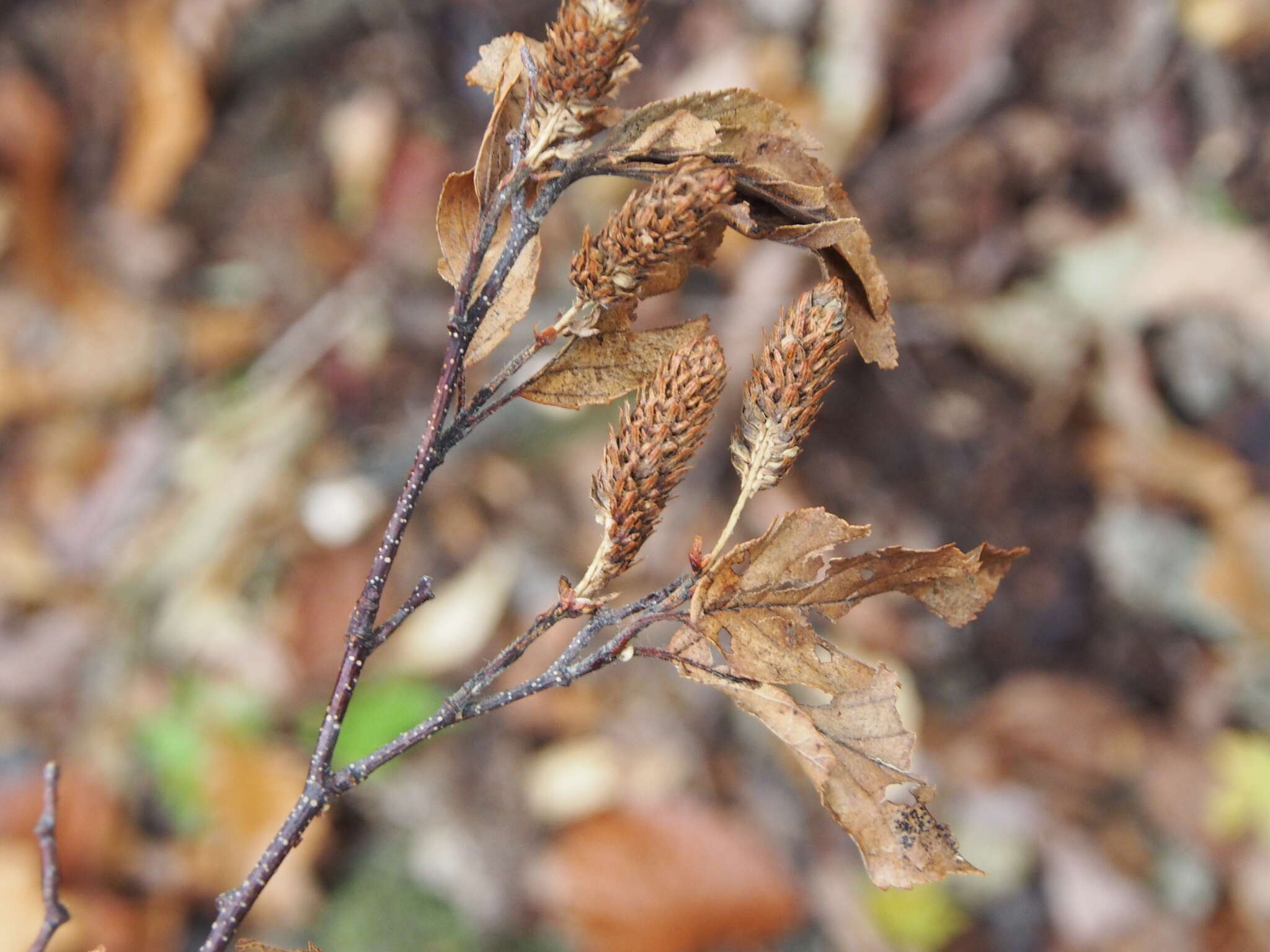 Image of Betula schmidtii Regel